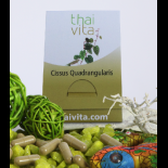 Cissus Quadrangularis 